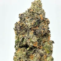 Gruntz Strain kaufen