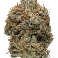 Super Glue Strain kaufen
