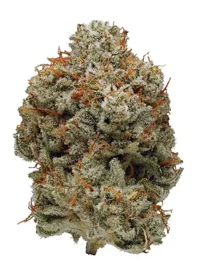 Super Glue Strain